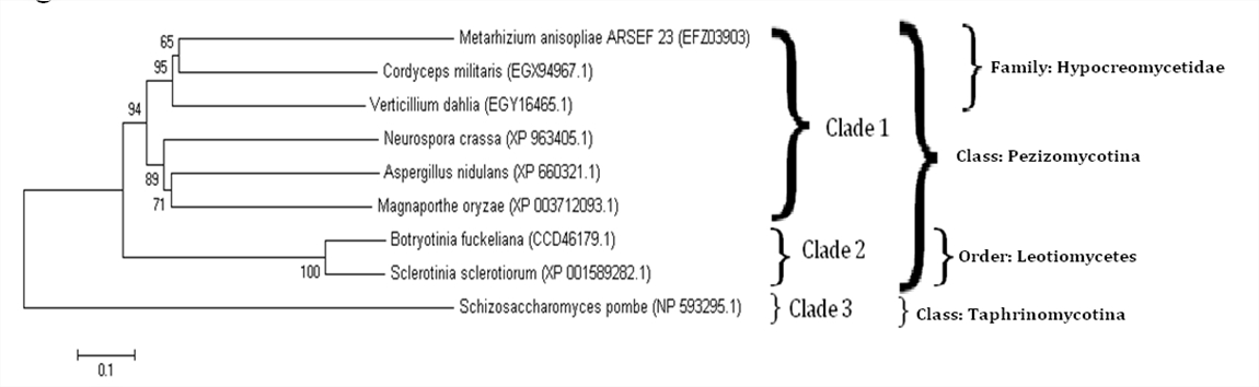 Phylogenetic relationships between fungal RdRps